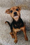 Anika a jack Russell-Dachshund Mix (Jackshund)