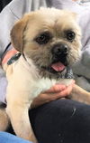 Willy A Pug-Shih Tzu mix (Pug-Zu)