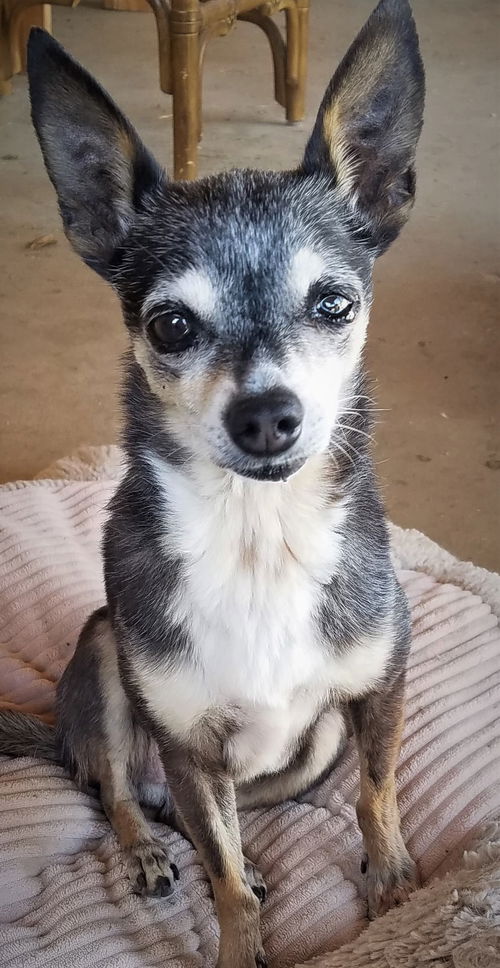 Penny, a calm Senior Chihuahu