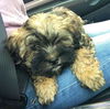 Teddy the Shih Tzu-Shnauzer puppy