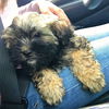 Teddy the Shih Tzu-Shnauzer puppy