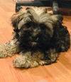 Teddy the Shih Tzu-Shnauzer puppy