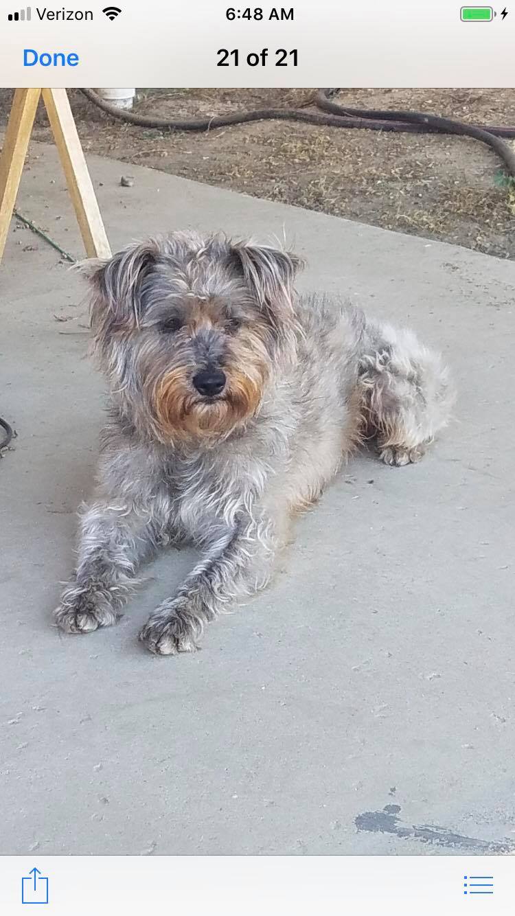 Schnauzer poodle hot sale mix rescue