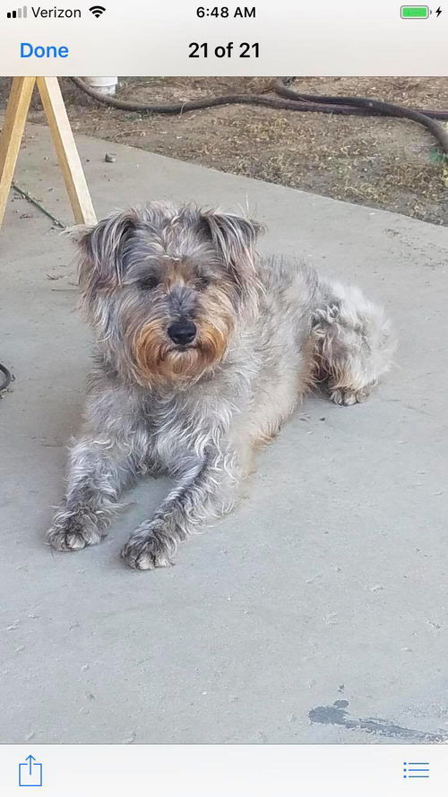 Bear a Schnoodle (Schnauzer-Poodle)