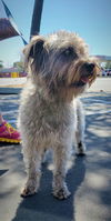 Bear a Schnoodle (Schnauzer-Poodle)