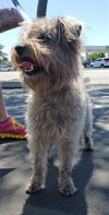 Bear a Schnoodle (Schnauzer-Poodle)