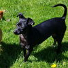 Micky, A Rat terrier-Jack russell mix