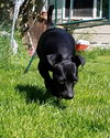 Micky, A Rat terrier-Jack russell mix