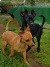 Micky, A Rat terrier-Jack russell mix