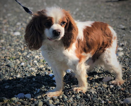 Huck a Blenhem Cavalier King Charles