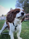 Huck a Blenhem Cavalier King Charles