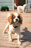 Huck a Blenhem Cavalier King Charles