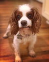 Huck a Blenhem Cavalier King Charles