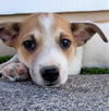 Spike A Jack Russell fox Terrier mix