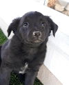 Ebony a Mixed small breed girl