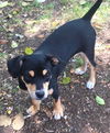 Chase a Manchester terrier puppy