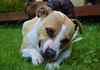 Maddie an American Staffordshire Terrier