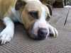 Maddie an American Staffordshire Terrier