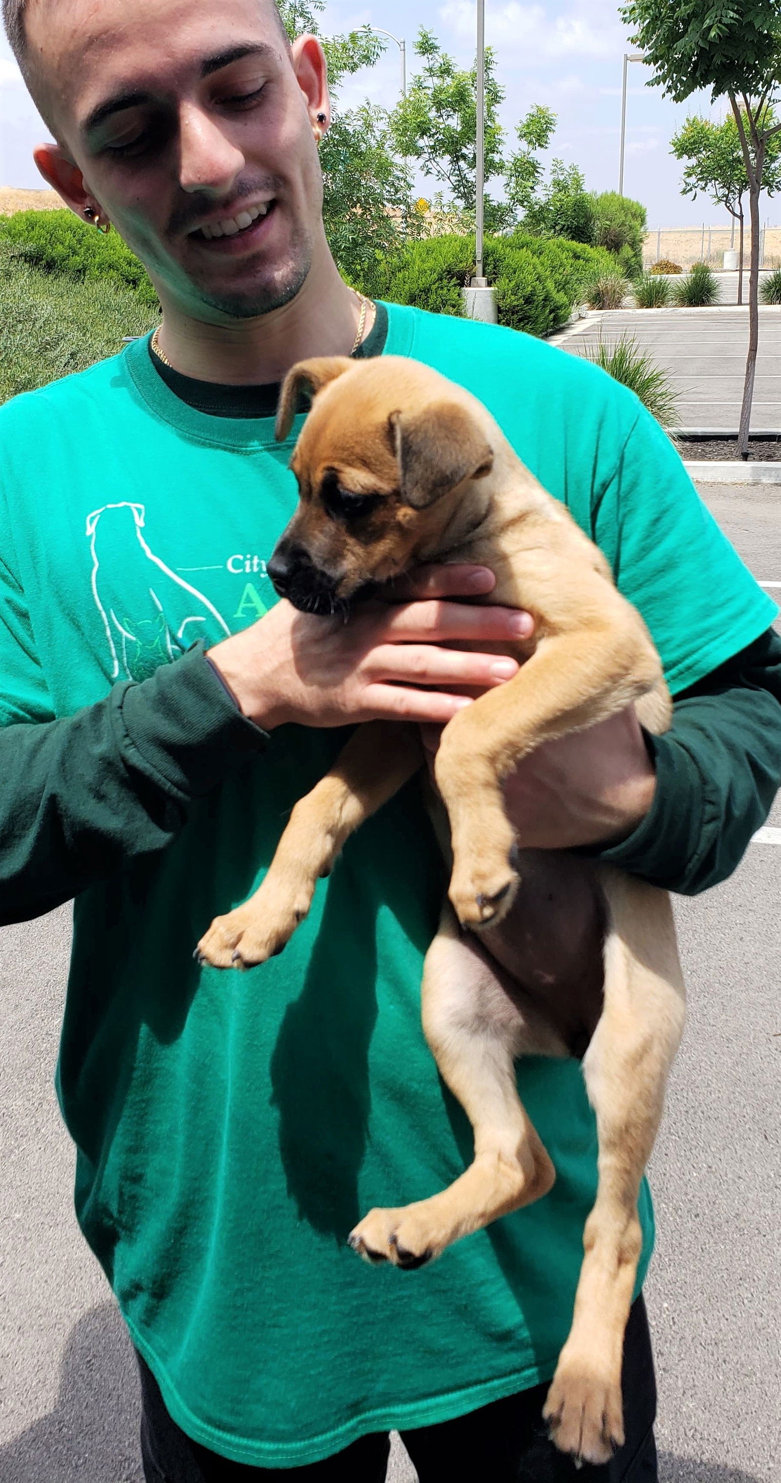 Black mouth clearance puppies