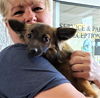 Sissy a 5 month old Pomchi puppy