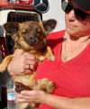 Sissy a 5 month old Pomchi puppy