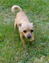 Bobby a 5-month-old Pomeranian-chi puppy
