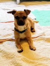 Ben a 4-5 month old Pomchi puppy