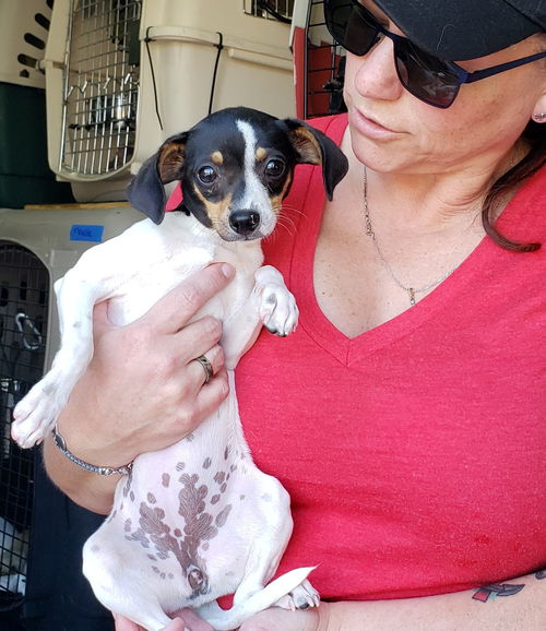 Lily the rat terrier puppy