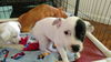 Patch a Jack Russell-Dalmation mix puppy