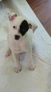 Patch a Jack Russell-Dalmation mix puppy