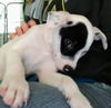 Patch a Jack Russell-Dalmation mix puppy