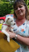 Penny a Jack Russell-Dalmatian Puppy