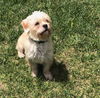 Leroy, a Shih Tzu-Poodle mix