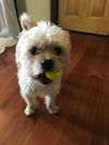 Leroy, a Shih Tzu-Poodle mix