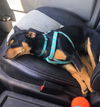 Jedi (Jediah) A Manchester-Dachshund mix