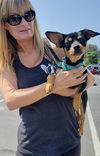 Jedi (Jediah) A Manchester-Dachshund mix