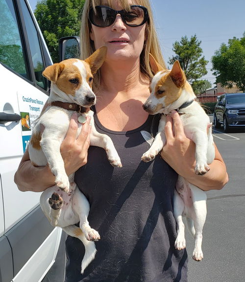 Max A Corgi-Jack russell puppy