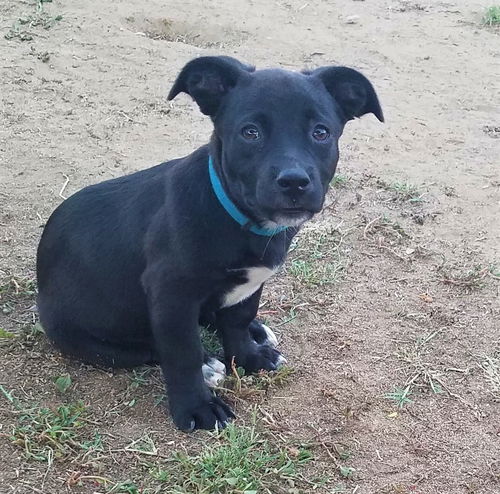 Ashe, a small Mixed breed puppy