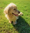 Marcelo a Cocker Spaniel-Dachshund