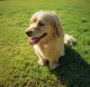 Marcelo a Cocker Spaniel-Dachshund