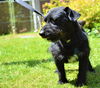 Scottie,  A  Terrier-Dachshund Boy