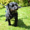 Scottie,  A  Terrier-Dachshund Boy