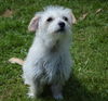 Georgia a Cairn Terrier-Dachshund mix