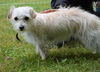 Georgia a Cairn Terrier-Dachshund mix