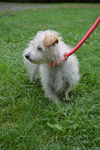 Georgia a Cairn Terrier-Dachshund mix