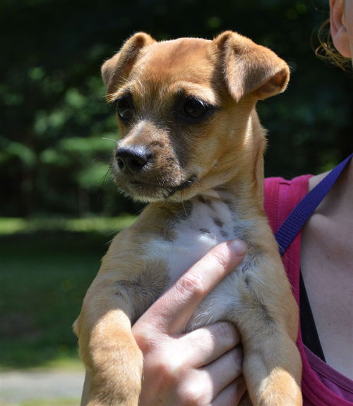 Peanut a Terrier-Dachshund puppy