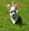 Presley a Parson Russell Terrier mix puppy