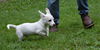 Presley a Parson Russell Terrier mix puppy
