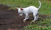 Presley a Parson Russell Terrier mix puppy