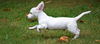 Presley a Parson Russell Terrier mix puppy